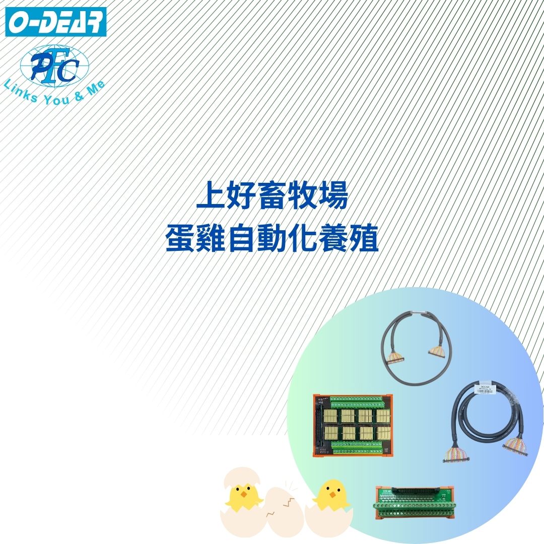 蛋雞自動化養殖
